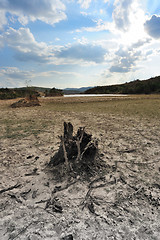 Image showing Dead tree root on dried field
