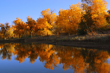 Image showing Diversifolia Populus trees near the lake