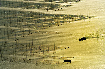 Image showing Seaweed farm