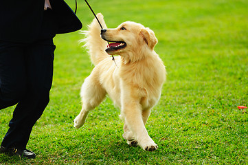 Image showing Master playing with his dog