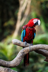 Image showing Parrot bird