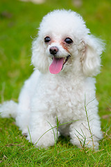 Image showing Toy poodle dog