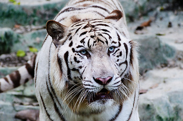 Image showing White tiger