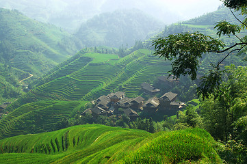 Image showing Green rice field