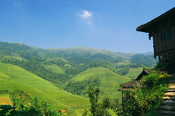 Image showing Chinese green rice field