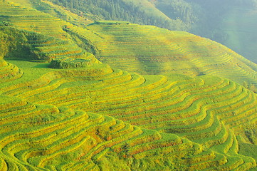 Image showing Chinese green rice field