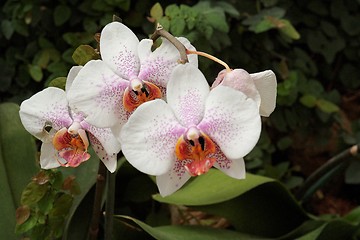 Image showing Delicate white orchid flowers