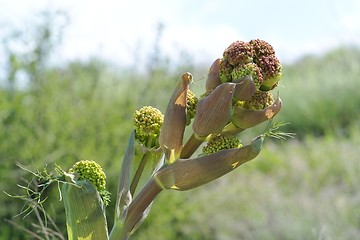 Image showing Aniseed plant bloom closeup
