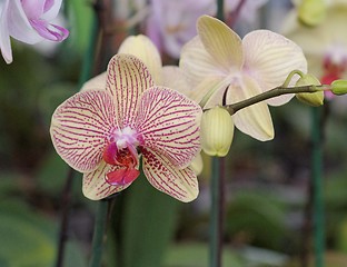 Image showing Yellow and red striped orchid flowers