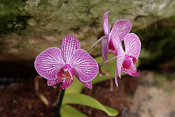 Image showing Vivid striped violet orchid flowers