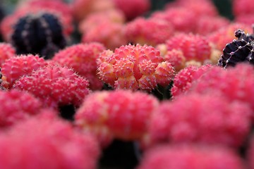 Image showing Red cacti, shallow DOF