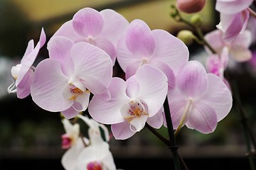 Image showing Delicate pink orchid flowers