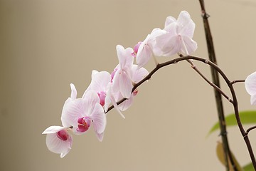 Image showing Delicate pink orchid flowers on the curved branch
