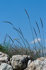 Image showing Wild-growing cereals on the rocks