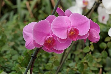 Image showing Delicate pink orchid flowers