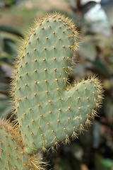 Image showing Funny cactus in shape of hand or mitten