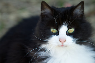 Image showing Black and white cat