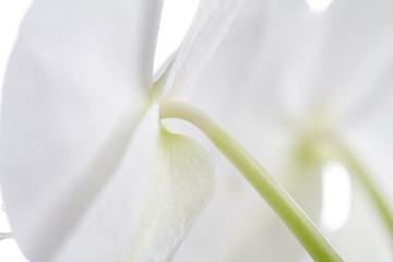 Image showing Detail from orchids