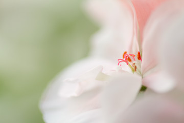 Image showing Flower in bloom