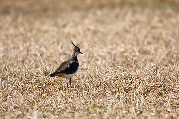 Image showing Lapwing