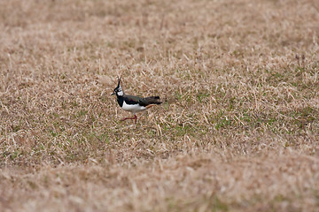 Image showing lapwing