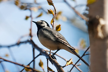 Image showing Wagtail