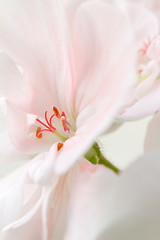 Image showing Details of a flower