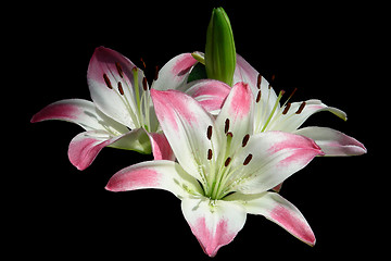 Image showing easter lillies