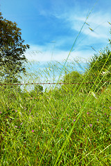 Image showing grass in Kirazli
