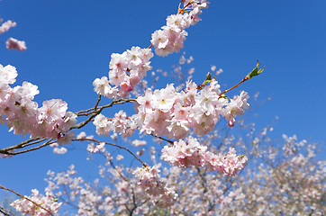 Image showing cherry blossom