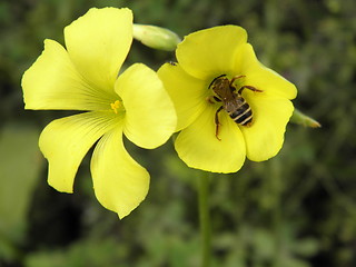 Image showing Busy Bee