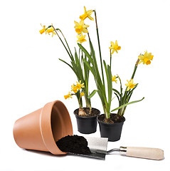 Image showing Gardening