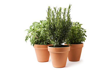 Image showing Herbs