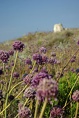 Image showing Purple Meadow