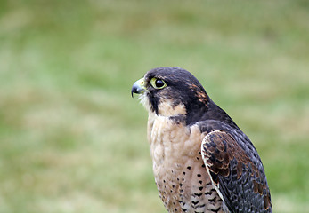 Image showing bird of prey 1