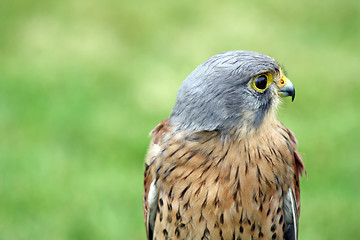 Image showing bird of prey 2