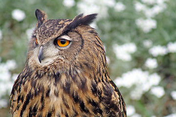 Image showing owl 1