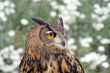 Image showing owl 2
