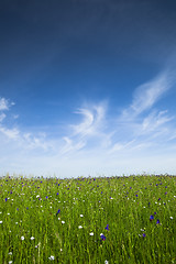 Image showing Green meadow