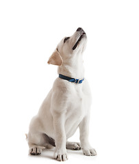 Image showing Labrador Retriever Puppy