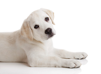 Image showing Labrador puppy