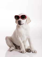 Image showing Puppy with sunglasses