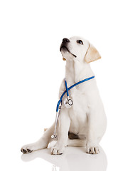 Image showing Veterinarian dog