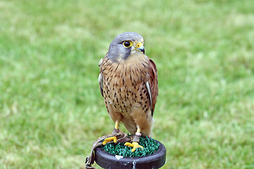 Image showing bird of prey 3