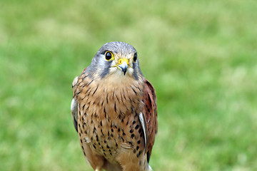 Image showing bird of prey 5