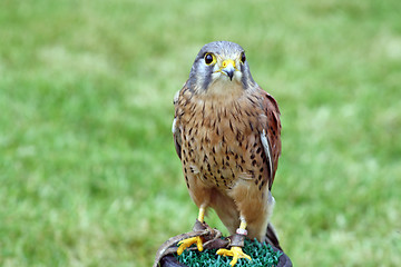 Image showing bird of prey 6