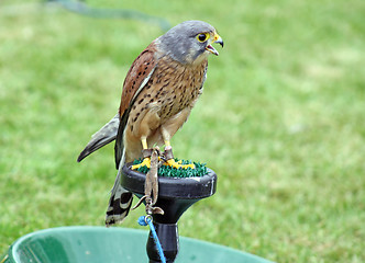 Image showing bird of prey 7