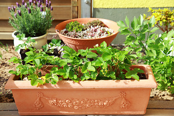 Image showing Terrace or roof gardening