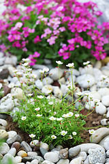 Image showing Rock garden