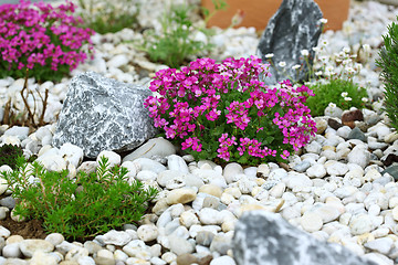 Image showing Rock garden